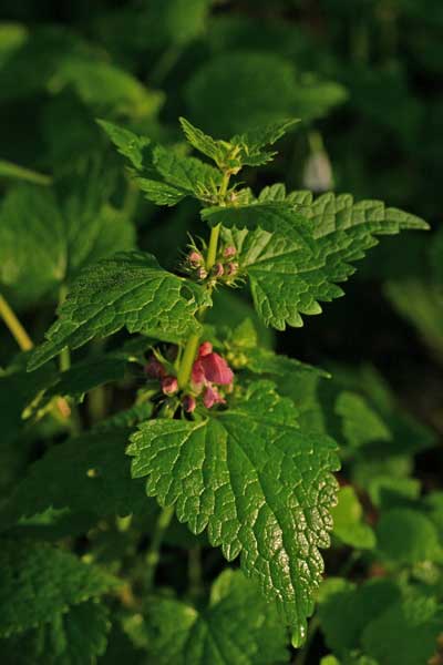 Pianta abruzzese - Lamium sp.